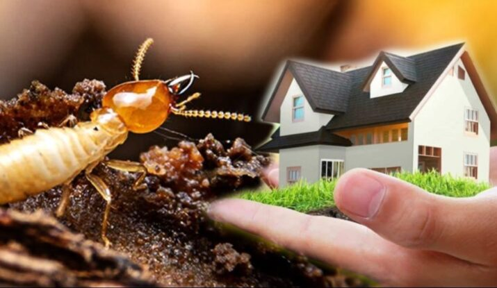 Pest Control Services